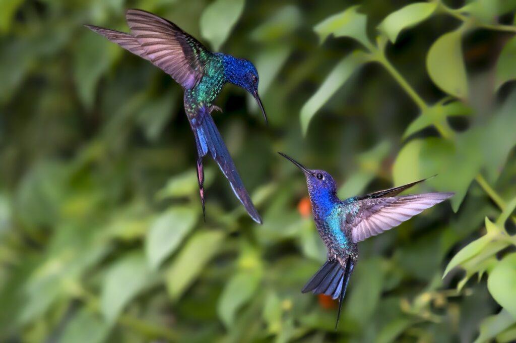 Constelação Familiar: Cudar do Ser com Amor | Relato de Conclusão de Curso